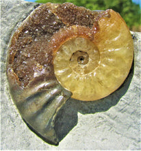 Load image into Gallery viewer, "Popped" <em>Asteroceras obtusum</em> ammonite (50 mm)