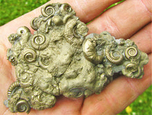 Load image into Gallery viewer, Multi species pyrite multi-ammonite fossil (80 mm)