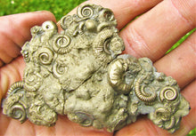 Load image into Gallery viewer, Multi species pyrite multi-ammonite fossil (80 mm)