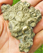 Load image into Gallery viewer, Multi species pyrite multi-ammonite fossil (80 mm)