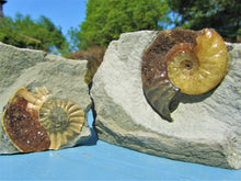 Load image into Gallery viewer, "Popped" <em>Asteroceras obtusum</em> ammonite (50 mm)