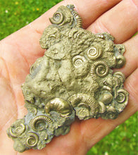 Load image into Gallery viewer, Multi species pyrite multi-ammonite fossil (80 mm)