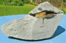 Load image into Gallery viewer, "Popped" <em>Asteroceras obtusum</em> ammonite (50 mm)