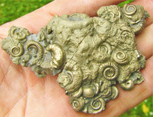 Load image into Gallery viewer, Multi species pyrite multi-ammonite fossil (80 mm)