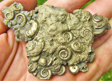 Load image into Gallery viewer, Multi species pyrite multi-ammonite fossil (80 mm)