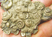 Load image into Gallery viewer, Multi species pyrite multi-ammonite fossil (80 mm)