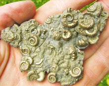 Load image into Gallery viewer, Multi species pyrite multi-ammonite fossil (80 mm)