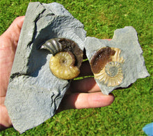 Load image into Gallery viewer, "Popped" <em>Asteroceras obtusum</em> ammonite (50 mm)