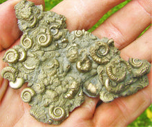 Load image into Gallery viewer, Multi species pyrite multi-ammonite fossil (80 mm)