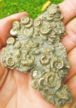 Load image into Gallery viewer, Multi species pyrite multi-ammonite fossil (80 mm)