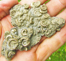 Load image into Gallery viewer, Multi species pyrite multi-ammonite fossil (80 mm)