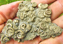 Load image into Gallery viewer, Multi species pyrite multi-ammonite fossil (80 mm)
