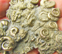 Load image into Gallery viewer, Multi species pyrite multi-ammonite fossil (80 mm)