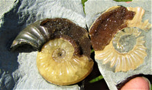 Load image into Gallery viewer, "Popped" <em>Asteroceras obtusum</em> ammonite (50 mm)
