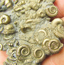 Load image into Gallery viewer, Multi species pyrite multi-ammonite fossil (80 mm)