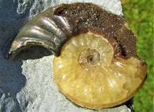 Load image into Gallery viewer, "Popped" <em>Asteroceras obtusum</em> ammonite (50 mm)