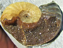 Load image into Gallery viewer, "Popped" <em>Asteroceras obtusum</em> ammonite (50 mm)
