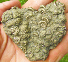 Load image into Gallery viewer, Huge pyrite multi-ammonite fossil (70 mm)