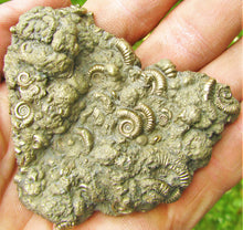 Load image into Gallery viewer, Huge pyrite multi-ammonite fossil (70 mm)