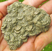 Load image into Gallery viewer, Huge pyrite multi-ammonite fossil (70 mm)