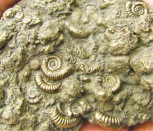 Load image into Gallery viewer, Huge pyrite multi-ammonite fossil (70 mm)