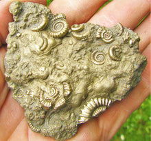 Load image into Gallery viewer, Huge pyrite multi-ammonite fossil (70 mm)
