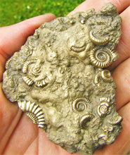 Load image into Gallery viewer, Huge pyrite multi-ammonite fossil (70 mm)