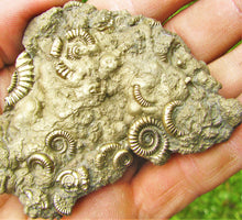 Load image into Gallery viewer, Huge pyrite multi-ammonite fossil (70 mm)