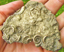 Load image into Gallery viewer, Huge pyrite multi-ammonite fossil (70 mm)