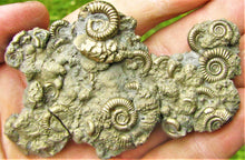 Load image into Gallery viewer, Multi species pyrite multi-ammonite fossil (76 mm)
