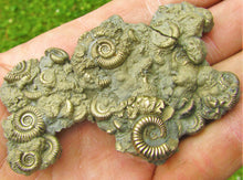 Load image into Gallery viewer, Multi species pyrite multi-ammonite fossil (76 mm)
