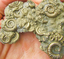 Load image into Gallery viewer, Multi species pyrite multi-ammonite fossil (76 mm)