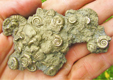 Load image into Gallery viewer, Multi species pyrite multi-ammonite fossil (76 mm)
