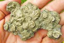 Load image into Gallery viewer, Multi species pyrite multi-ammonite fossil (76 mm)