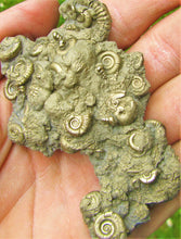 Load image into Gallery viewer, Multi species pyrite multi-ammonite fossil (76 mm)