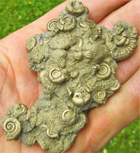 Load image into Gallery viewer, Multi species pyrite multi-ammonite fossil (76 mm)