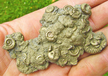 Load image into Gallery viewer, Multi species pyrite multi-ammonite fossil (76 mm)