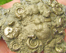 Load image into Gallery viewer, Multi species pyrite multi-ammonite fossil (76 mm)