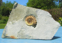 Load image into Gallery viewer, Calcite Promicroceras ammonite display piece (30 mm)