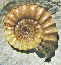 Load image into Gallery viewer, Calcite Promicroceras ammonite display piece (30 mm)