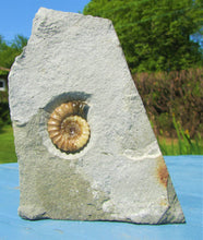 Load image into Gallery viewer, Calcite Promicroceras ammonite display piece (30 mm)