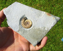 Load image into Gallery viewer, Calcite Promicroceras ammonite display piece (30 mm)