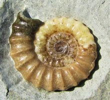 Load image into Gallery viewer, Calcite Promicroceras ammonite display piece (30 mm)