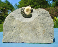 Load image into Gallery viewer, Uncommon "Popped" calcite Promicroceras ammonite with predator bite (27 mm)