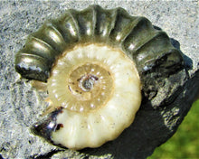 Load image into Gallery viewer, Uncommon "Popped" calcite Promicroceras ammonite with predator bite (27 mm)