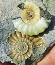 Load image into Gallery viewer, Uncommon "Popped" calcite Promicroceras ammonite with predator bite (27 mm)