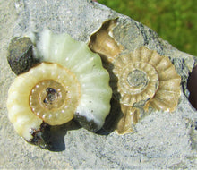 Load image into Gallery viewer, Uncommon "Popped" calcite Promicroceras ammonite with predator bite (27 mm)