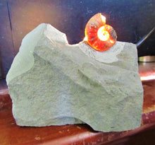 Load image into Gallery viewer, Glowing <em>Asteroceras obtusum</em> display ammonite (38 mm)