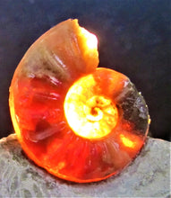 Load image into Gallery viewer, Glowing <em>Asteroceras obtusum</em> display ammonite (38 mm)
