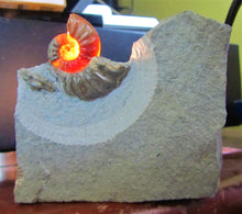 Load image into Gallery viewer, Glowing <em>Asteroceras obtusum</em> display ammonite (38 mm)